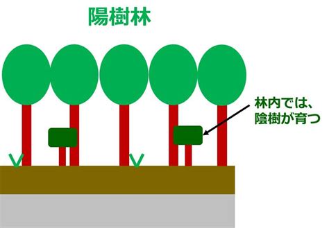 陽樹 種類|生物基礎：遷移の分類、一次遷移(裸地～陰樹林)の過。